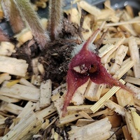 Asarum canadense